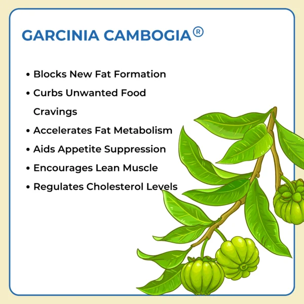 Garcinia Cambogia
